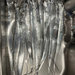 タチウオ