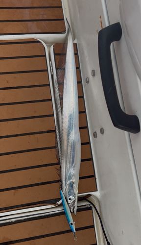 保田沖