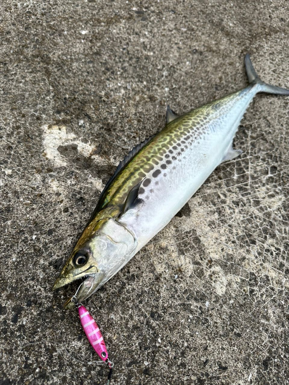 otsuchi0022さんの釣果 2枚目の画像