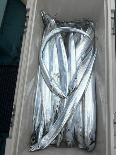 タチウオの釣果