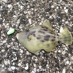 カワハギ
