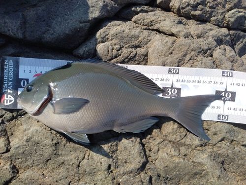 オナガグレの釣果