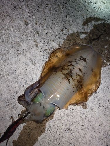 アオリイカの釣果