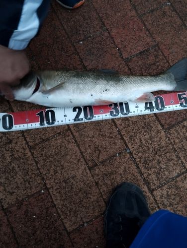 ウグイの釣果