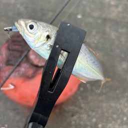 アジ
