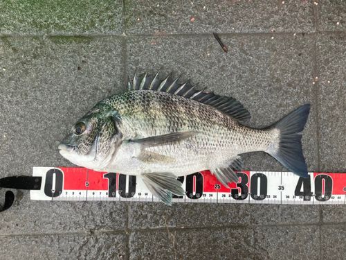 クロダイの釣果