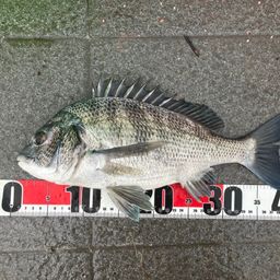 クロダイ