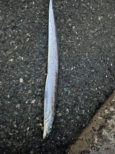 タチウオの釣果