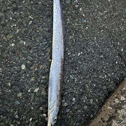 タチウオ