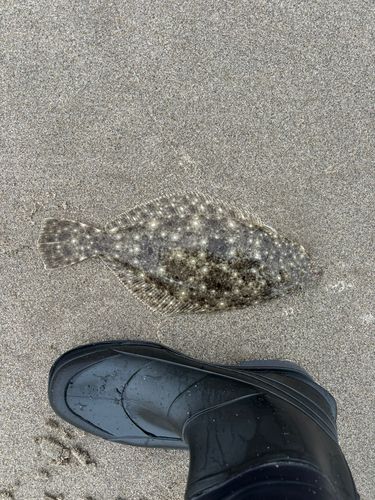 ソゲの釣果