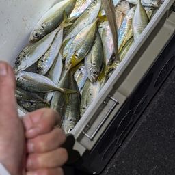 アジ