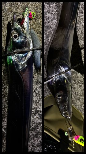 タチウオの釣果