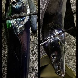タチウオ
