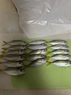アジの釣果