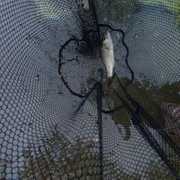 ブラックバス