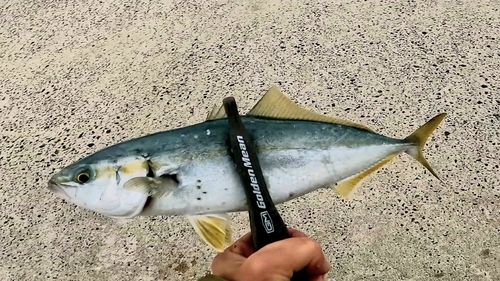 コゾクラの釣果