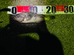 ソイの釣果