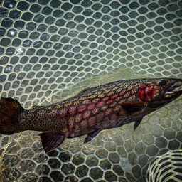 レインボートラウト