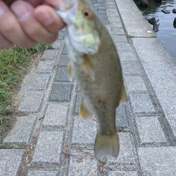 ブラックバス