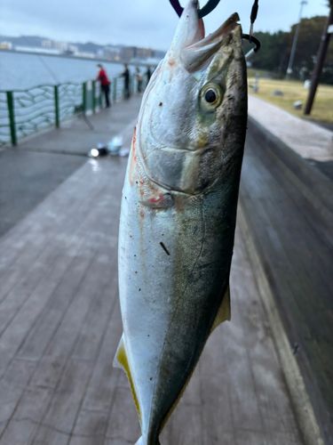 イナダの釣果