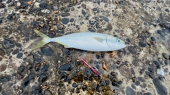 ワカシの釣果
