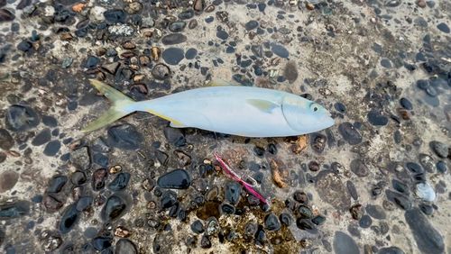 ワカシの釣果
