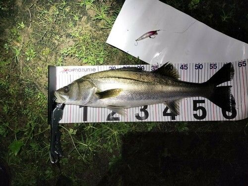 シーバスの釣果