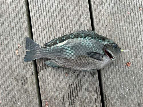 メジナの釣果