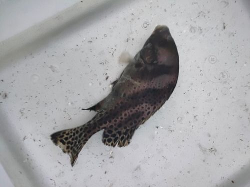 コショウダイの釣果