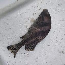 コショウダイ