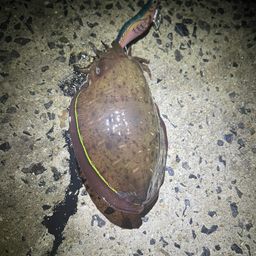 モンゴウイカ