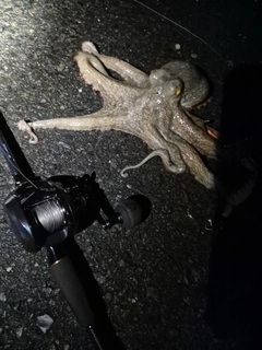 タコの釣果