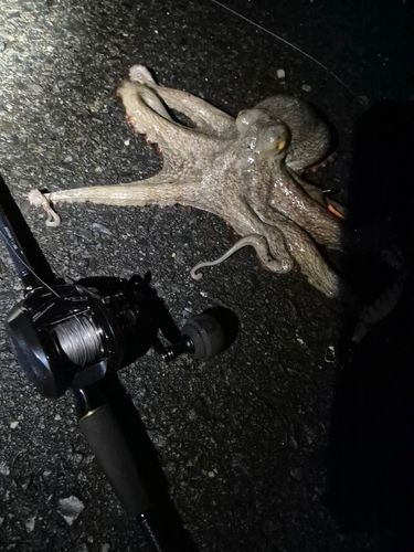 タコの釣果