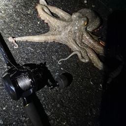 タコ