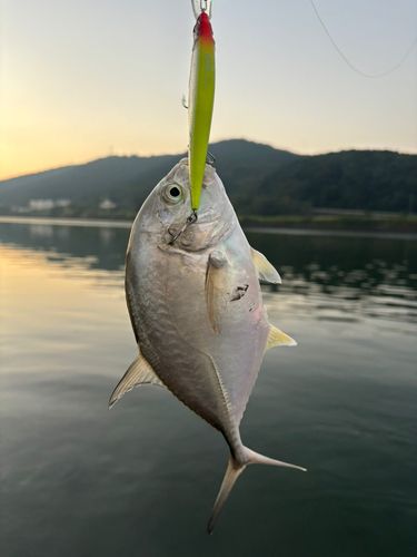 メッキの釣果