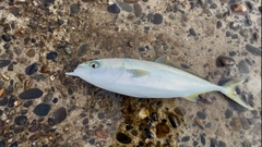 イナダの釣果
