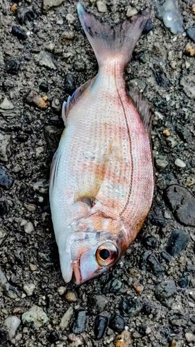 マダイの釣果