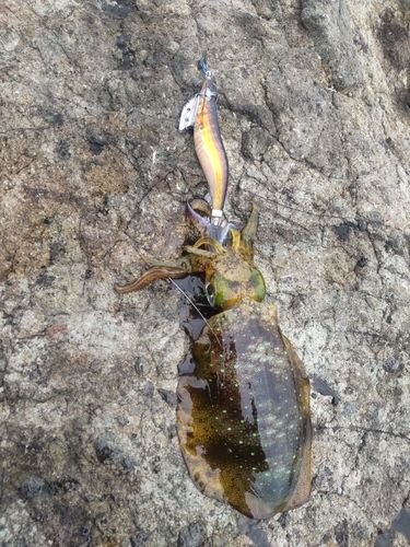 アオリイカの釣果