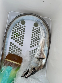 タチウオの釣果