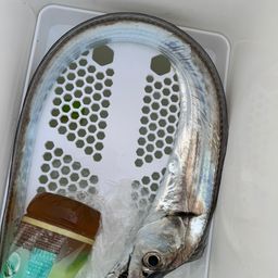 タチウオ