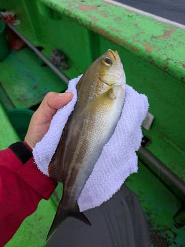 イサキの釣果