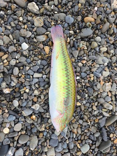 キュウセンの釣果