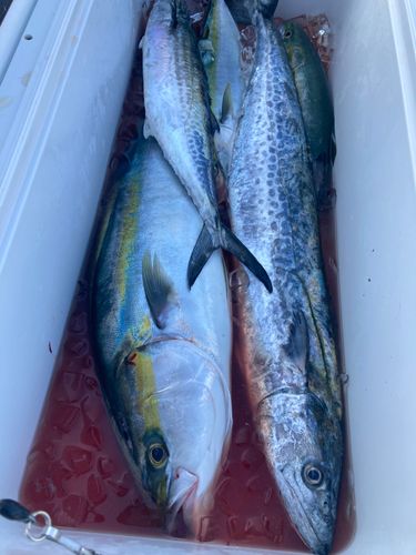サワラの釣果