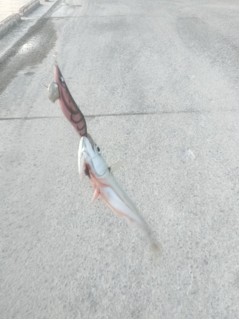 サバ