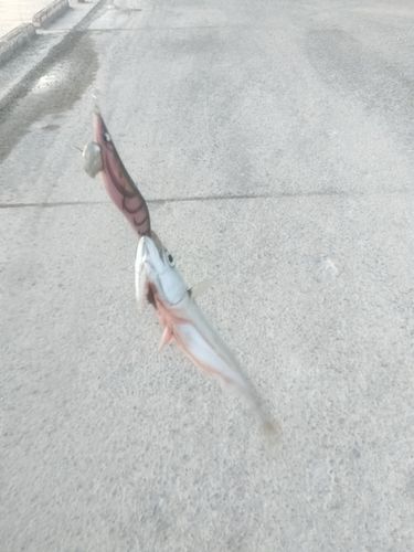 サバの釣果