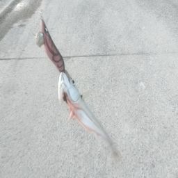 サバ