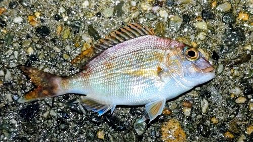 マダイの釣果