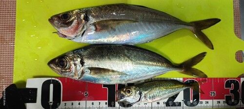 アジの釣果