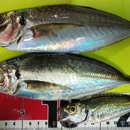 アジ