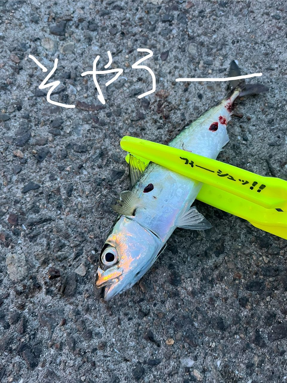 サバ